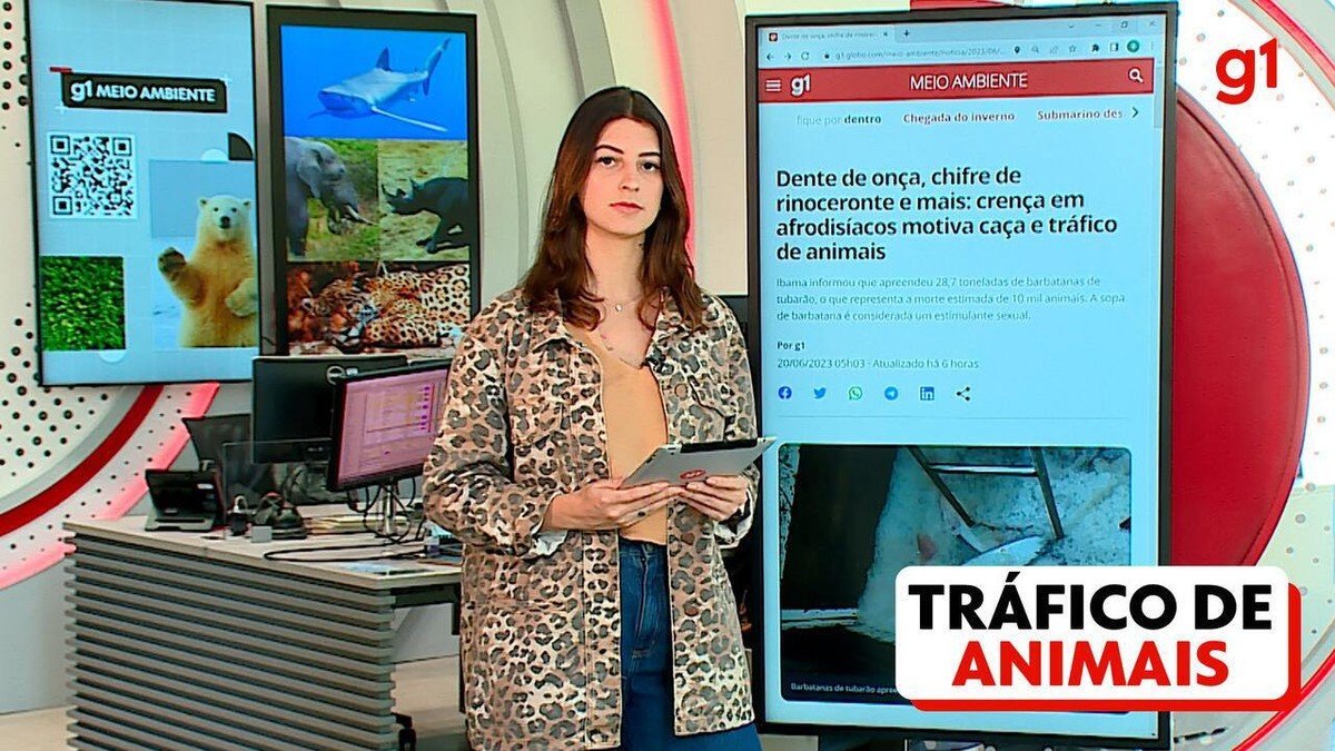 Dente de onça, chifre de rinoceronte e mais: crença em afrodisíacos motiva caça e tráfico de animais